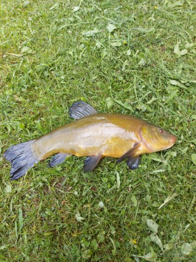 Tench, 1.7 kg