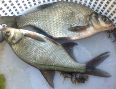 Carp bream ×2
