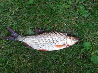 Roach — Sartai