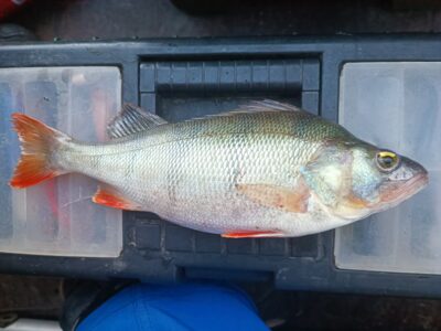 Eurasian perch, 0.6 kg — Kuršių
