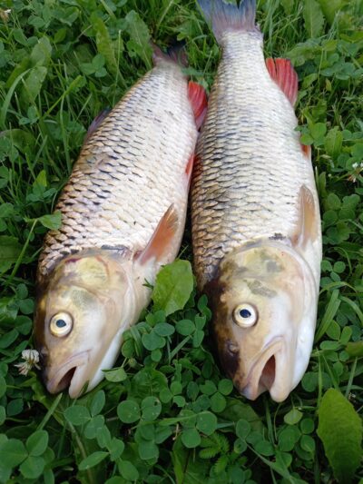 chub ×2 — Neman River