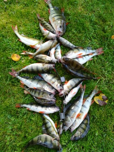Eurasian perch ×30 — Sartai