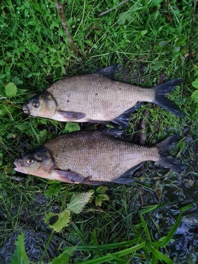 Carp bream ×2