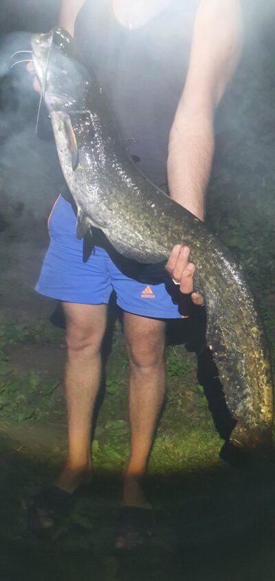 Wels catfish, 7.7 kg