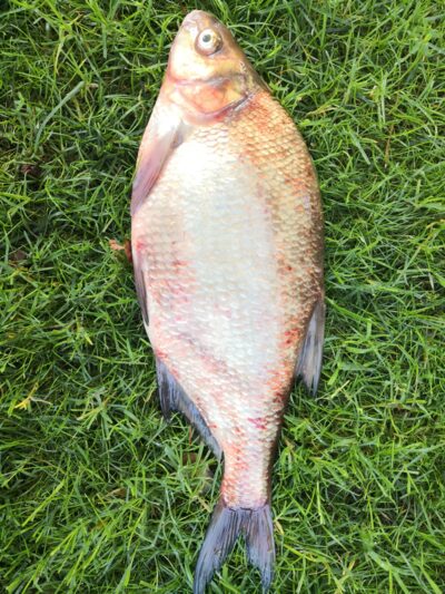 Carp bream, 1.6 kg — Kuršių