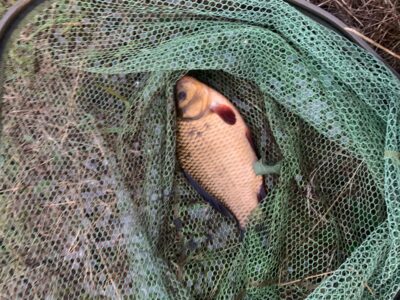 Crucian carp, 0.5 kg — Leliūnų