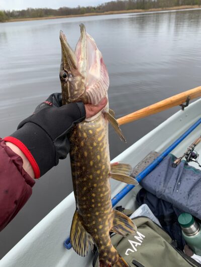 Northern Pike — Mūšėjus