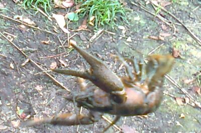 Broad-fingered crayfish