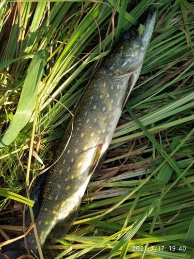 Northern Pike