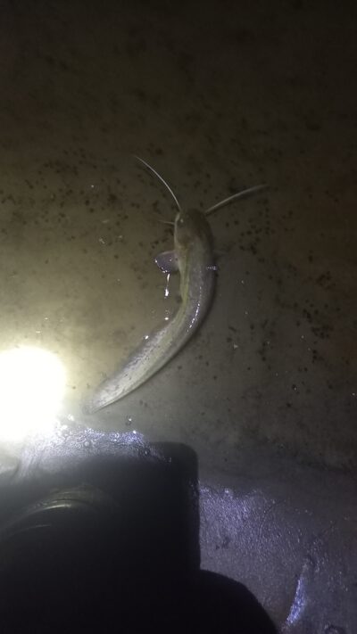 Wels catfish — Neman River