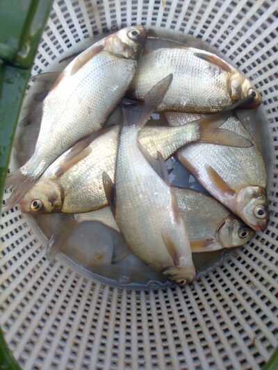 Silver Bream ×6