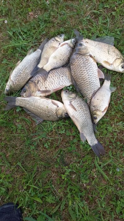 Prussian carp