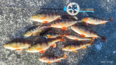Eurasian perch