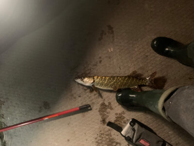 Northern Pike, 1.2 kg — Rubikių