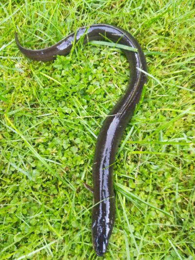 European eel — Sartai