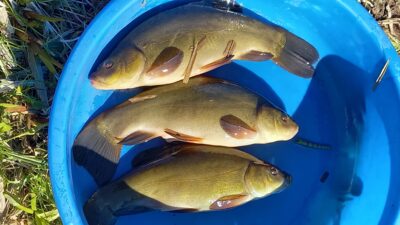 Tench ×3