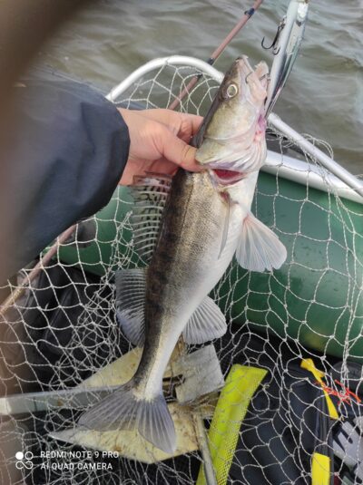 Pike perch, 1.0 kg