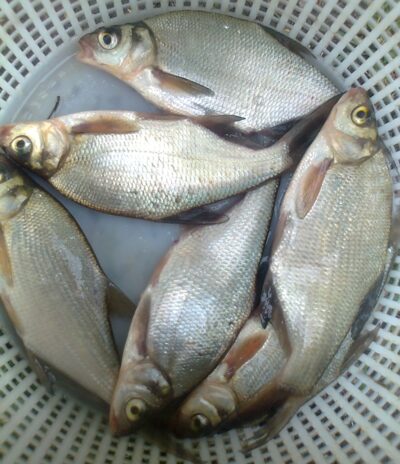 Carp bream ×6 — Pakumulšių II-asis