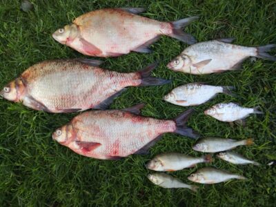 Carp bream ×3 — Kuršių