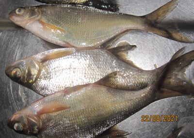 Carp bream ×5 — Pakumulšių II-asis
