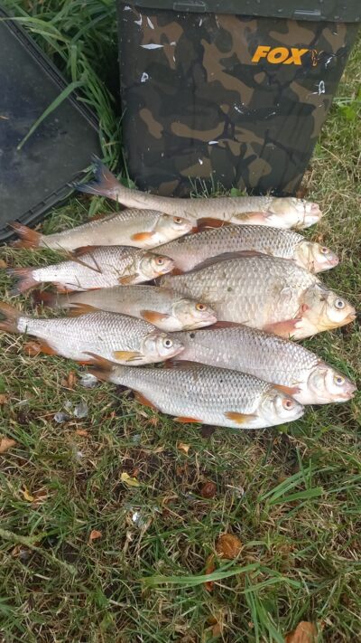 Roach ×5 — Neman River