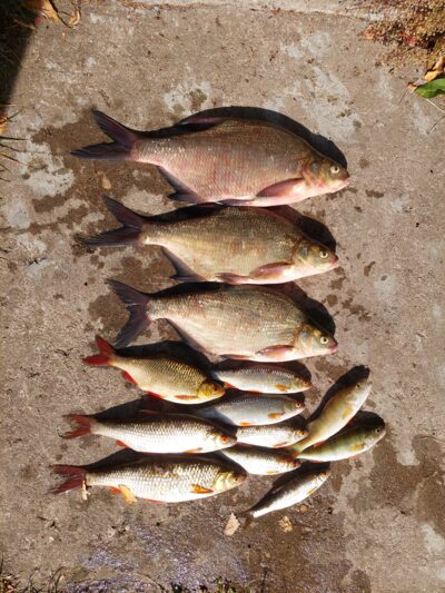 Carp bream ×3