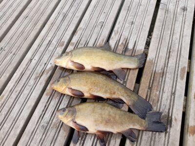Tench
