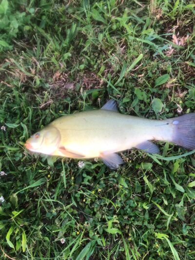 Tench