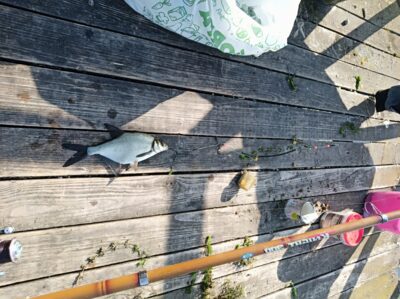 Carp bream, 0.3 kg — Miegėnų