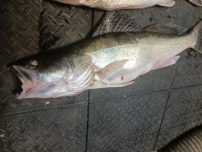 Pike perch, 2.2 kg — Kuršių