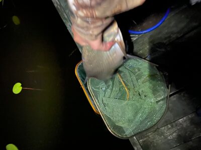 Carp bream, 0.9 kg — Rubikių