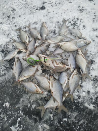 Carp bream — Kupiškio