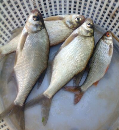 Carp bream ×3