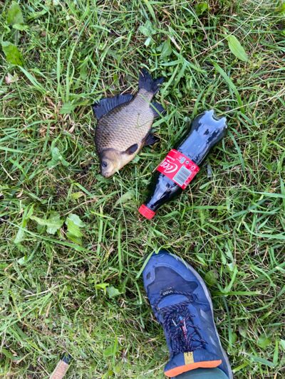 Crucian carp — Leliūnų