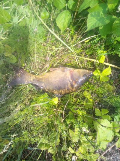 Mirror carp