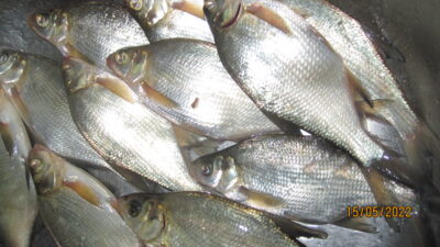 Carp bream ×12 — Pakumulšių II-asis