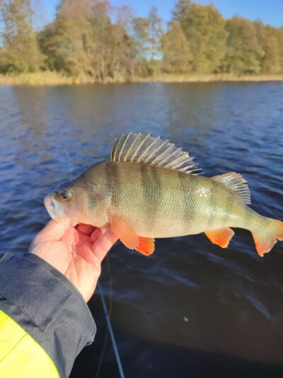 Eurasian perch, 0.6 kg