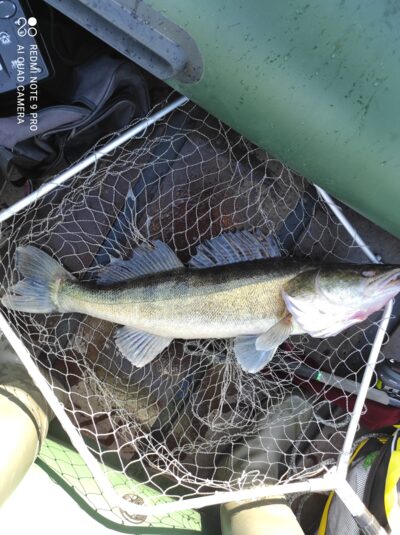 Pike perch, 4.3 kg — Kaunas reservoir