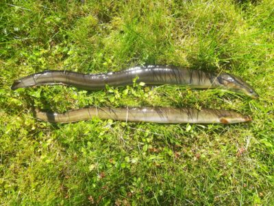 European eel ×2 — Sartai