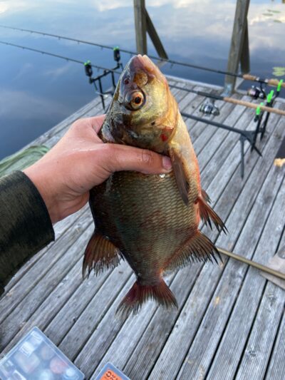 Carp bream, 0.7 kg — Kumpuolis