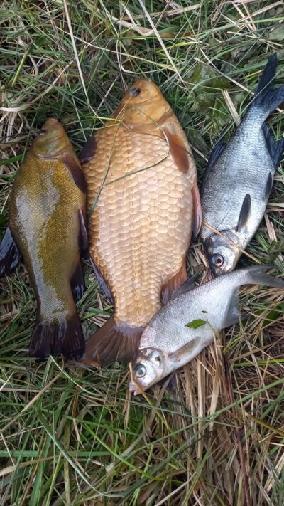 Prussian carp