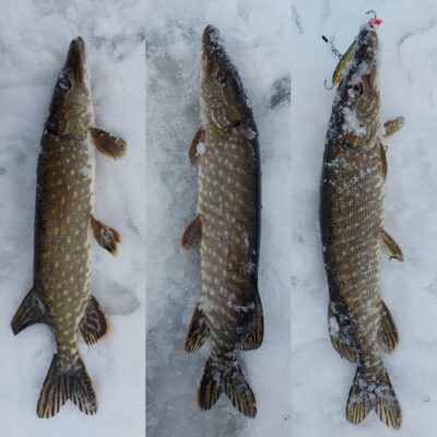 Northern Pike ×3
