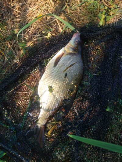 Carp bream — Apaščia
