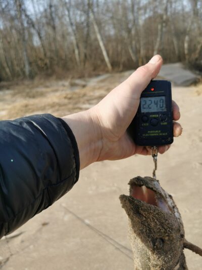 Northern Pike