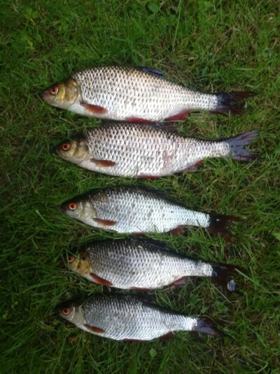 Roach ×5 — Sartai
