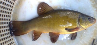 Tench