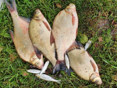 Carp bream — Шешупе