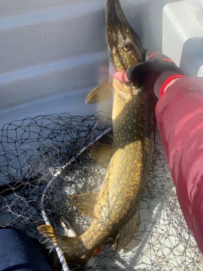 Northern Pike, 2.4 kg — Mūšėjus