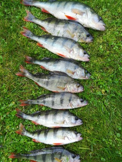 Eurasian perch ×9 — Sartai