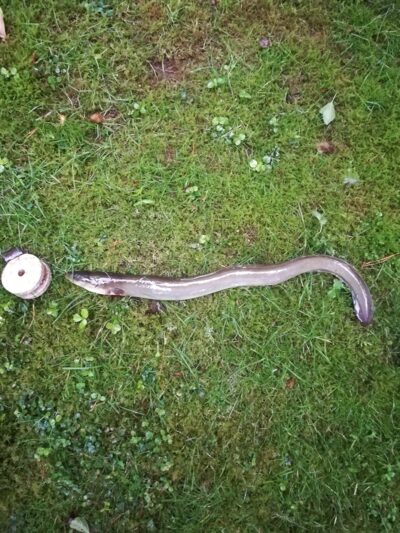European eel — Sartai